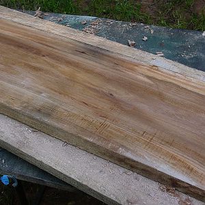 Elm from Jeff