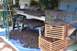 1 walnuts - 3.jpg 1 walnuts - 3.jpg