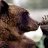 clawofthebear