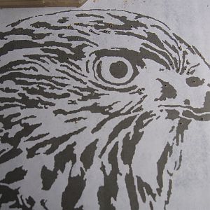 Hawk portrait wip