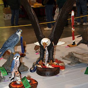 BaldEagle