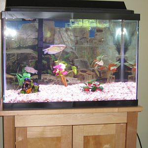 Small Aquarium  stand