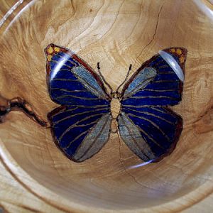 Butterfly bowl close up
