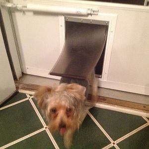 Pet Door in Use