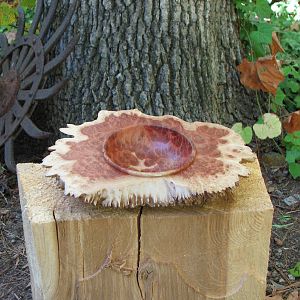 Red Mallee Burl Bowl