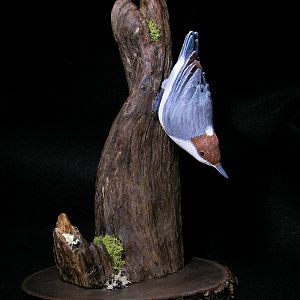 Brown Headed Nuthatch