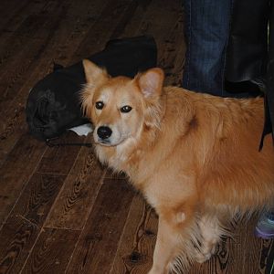Maple - faithful shop companion