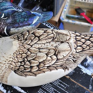 Wood Duck Drake Progress