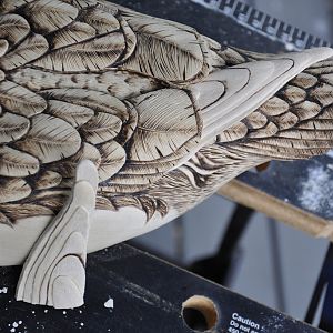 Wood Duck Drake Progress