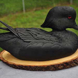 Wood Duck Drake Progress