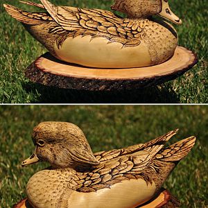 Wood Duck Drake Progress