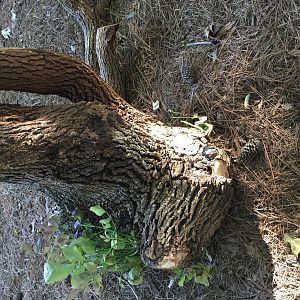 Burl2