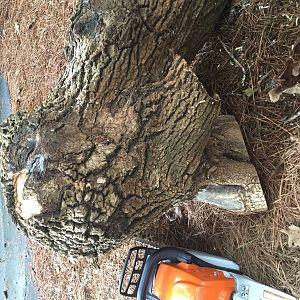 Burl 5