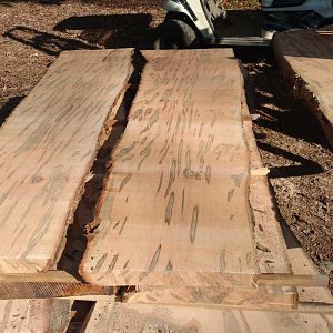 Ambrosia maple slab