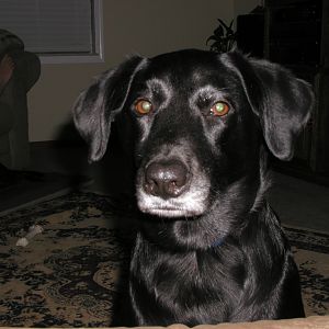 Our dog Sasha.