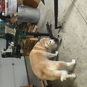 My pup liked the goodwill lathe!