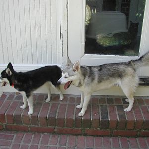 Kacey (the grey one) with her older sister Atti