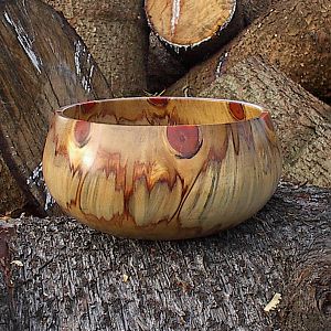 Norfolk Pine