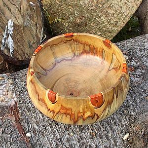 Norfolk Pine