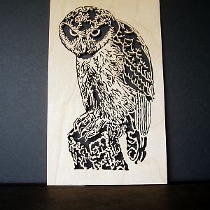 Spectacled Owl