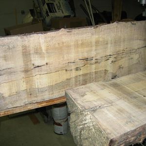 Spalted Persimmon