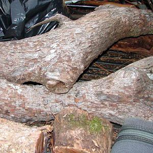 Wood ID