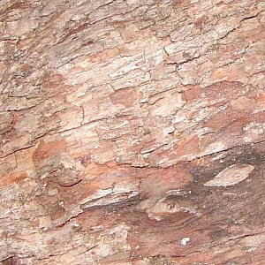 Mystery Wood BArk