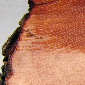 Mystery Wood - End Grain