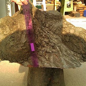 Red Oak Turning Blank