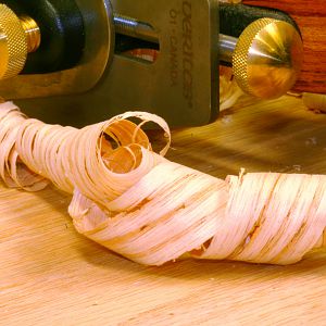 Oak Curl