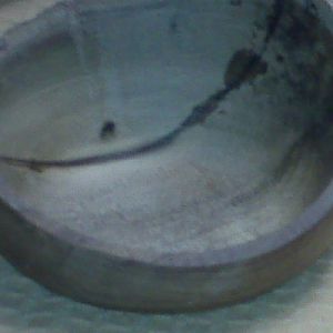 Poplar Bowl, Natural Edge - Cracked