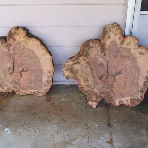 Oak stump 2