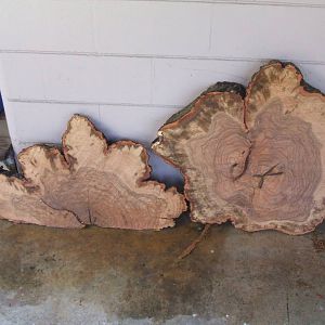 Oak stump 3