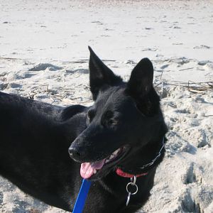 Shiloh_at_the_Beach_008