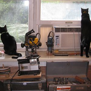 shop cats