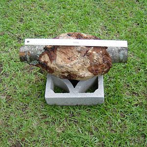 Turning a Burl?