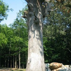 Ray_Smith_s_white_oak1