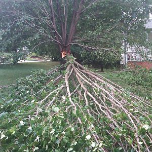 Exploding Tree