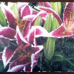 White-edged lillies