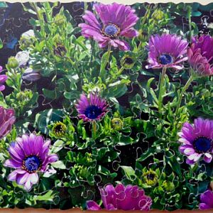 Purple daisies 2