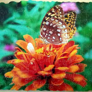 Two butterflies and an orange flower