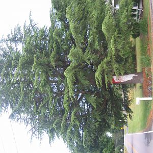 June_08_Santa_Lumber_Run_007