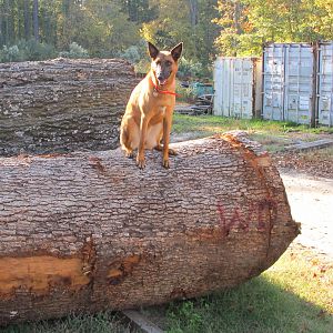 Shea sitting in the log yard