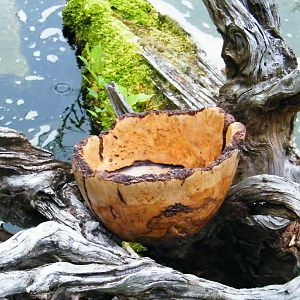 Natural edge Red bud Bowl