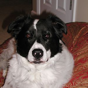 Cody (January 2007)