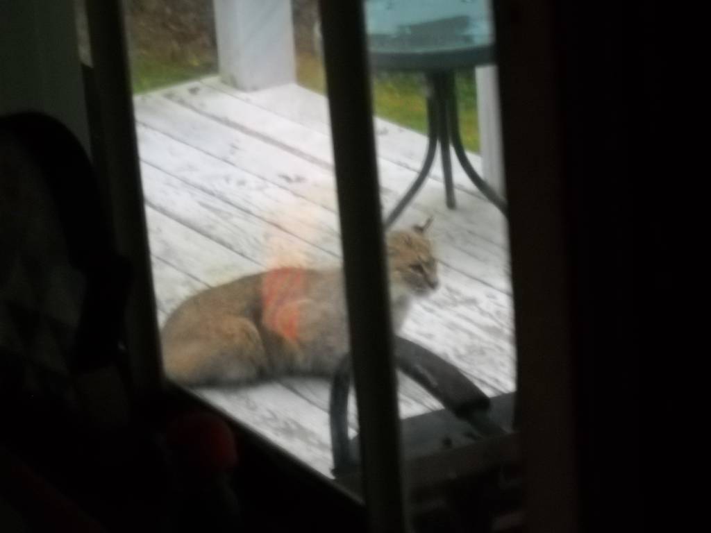 Bobcat on porch