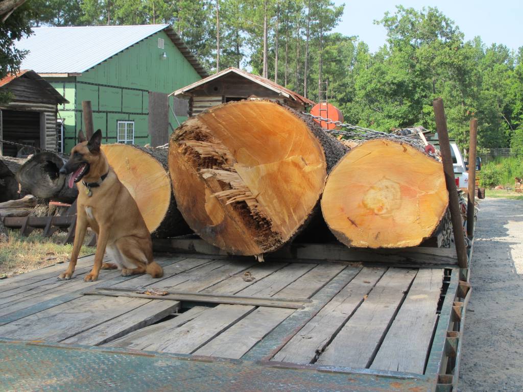 LARGE sycamore logs from Herebrooks