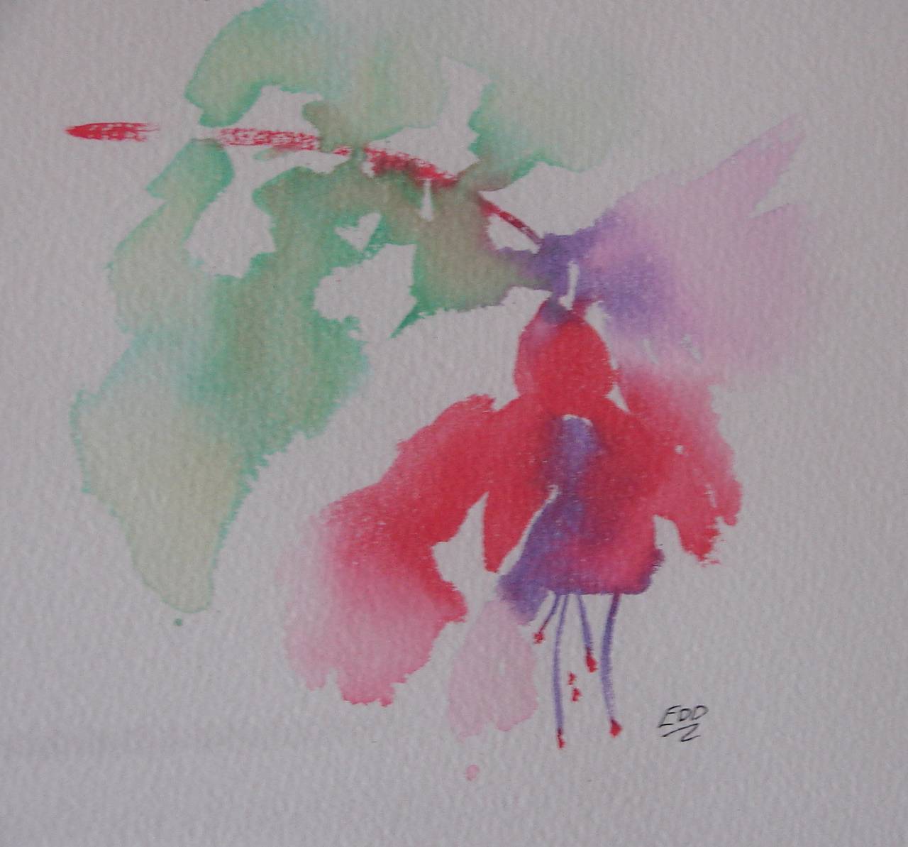 Loose Watercolor of summer fuchsia
