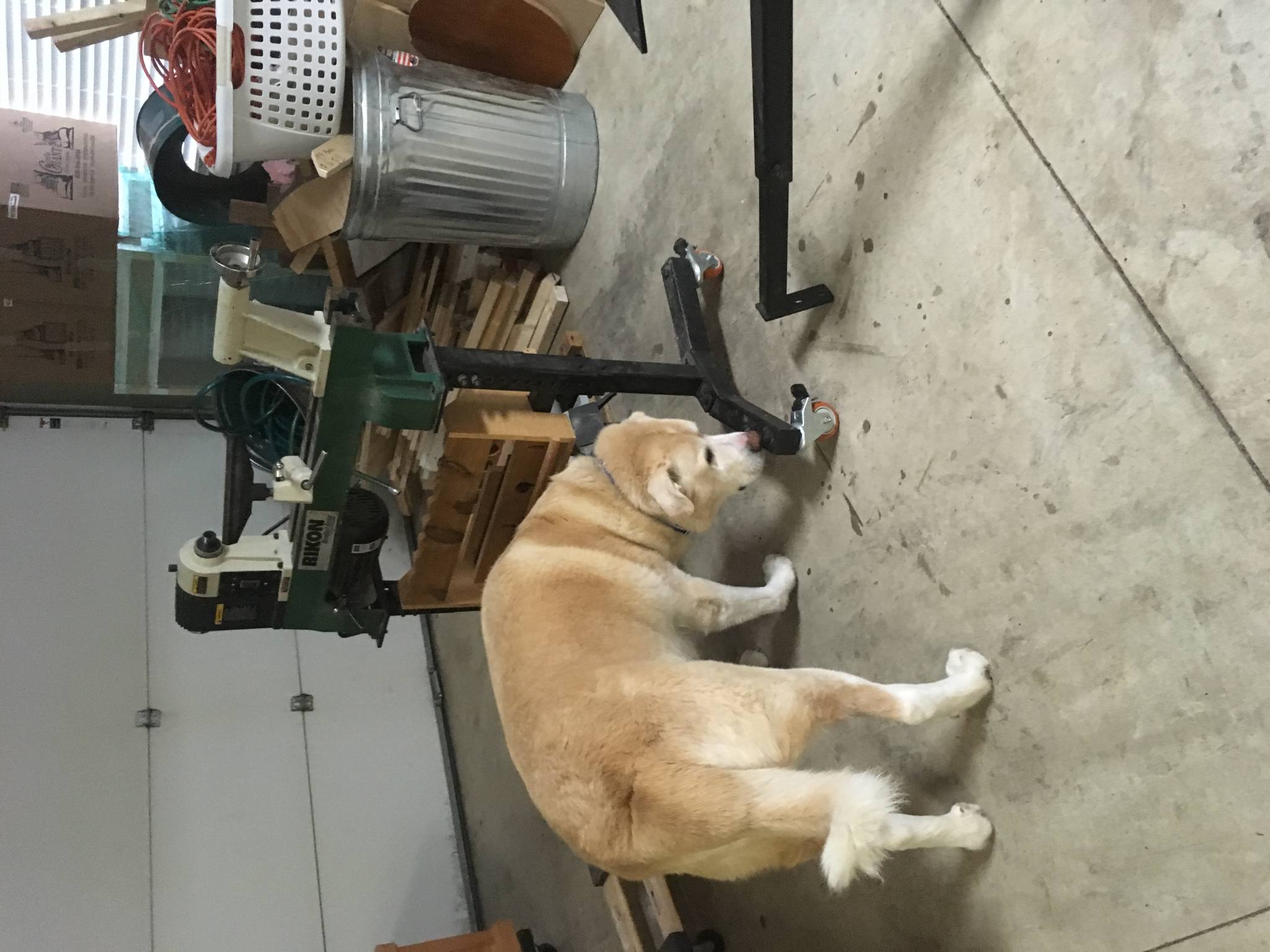 My pup liked the goodwill lathe!