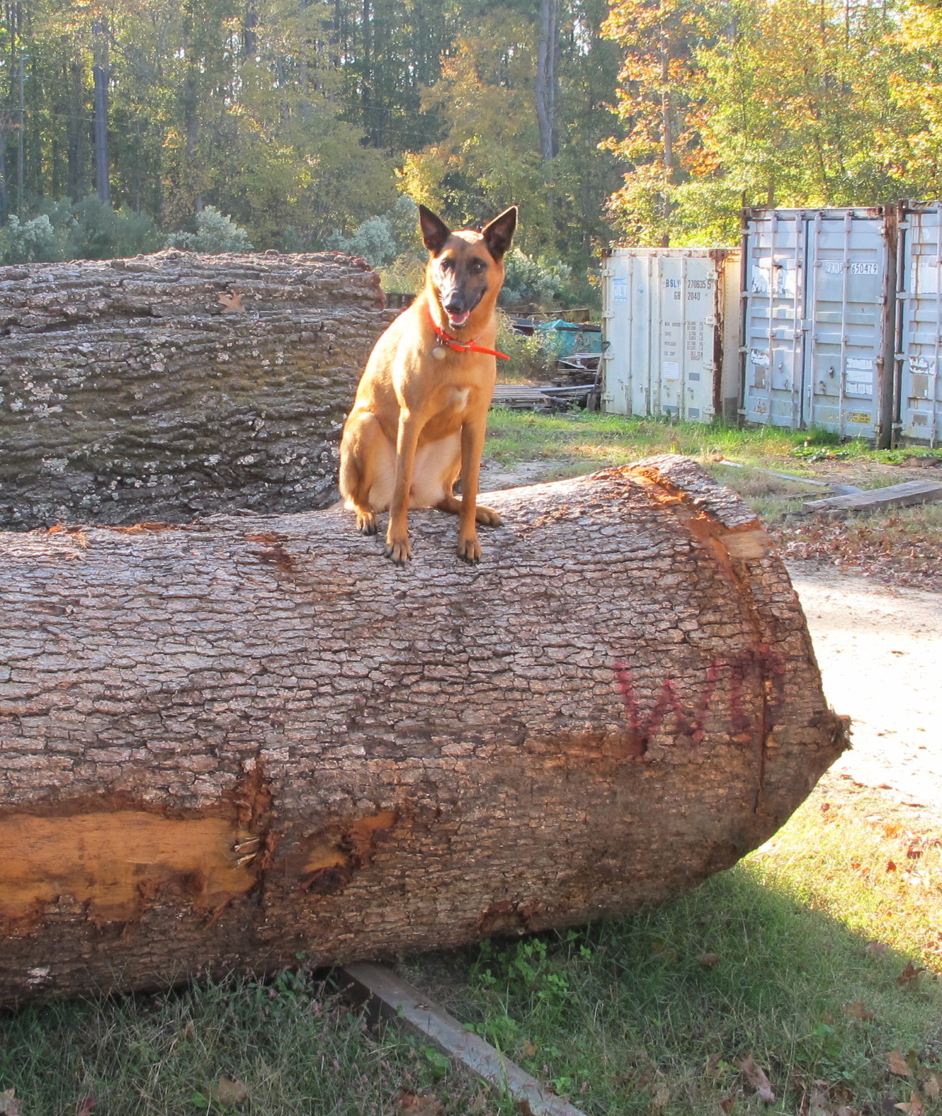 Shea sitting in the log yard